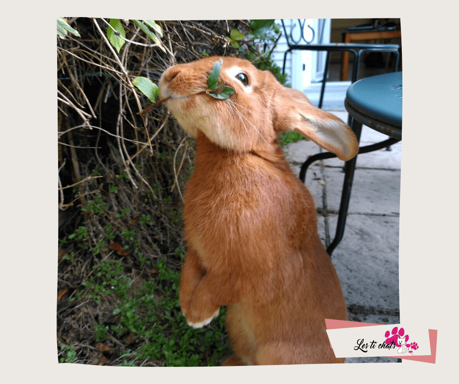 lapin-potiron-newhead