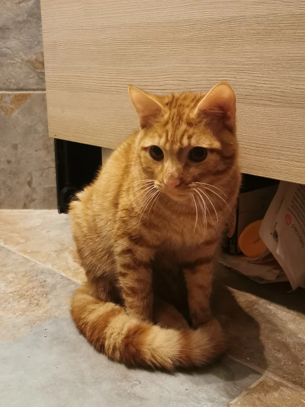 Sauvetage de Citrouille