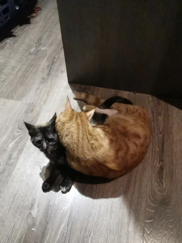 Sauvetage de Citrouille