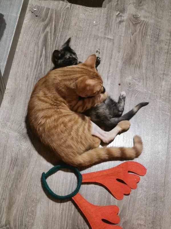 Sauvetage de Citrouille