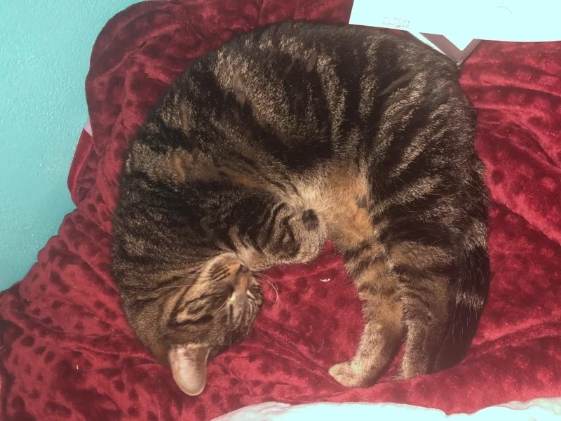 Sauvetage de Minette