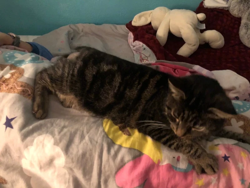 Sauvetage de Minette