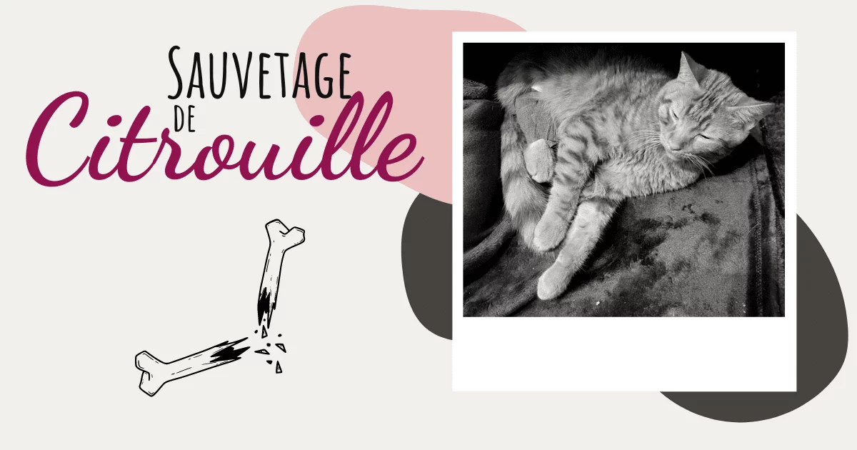Sauvetage de Citrouille