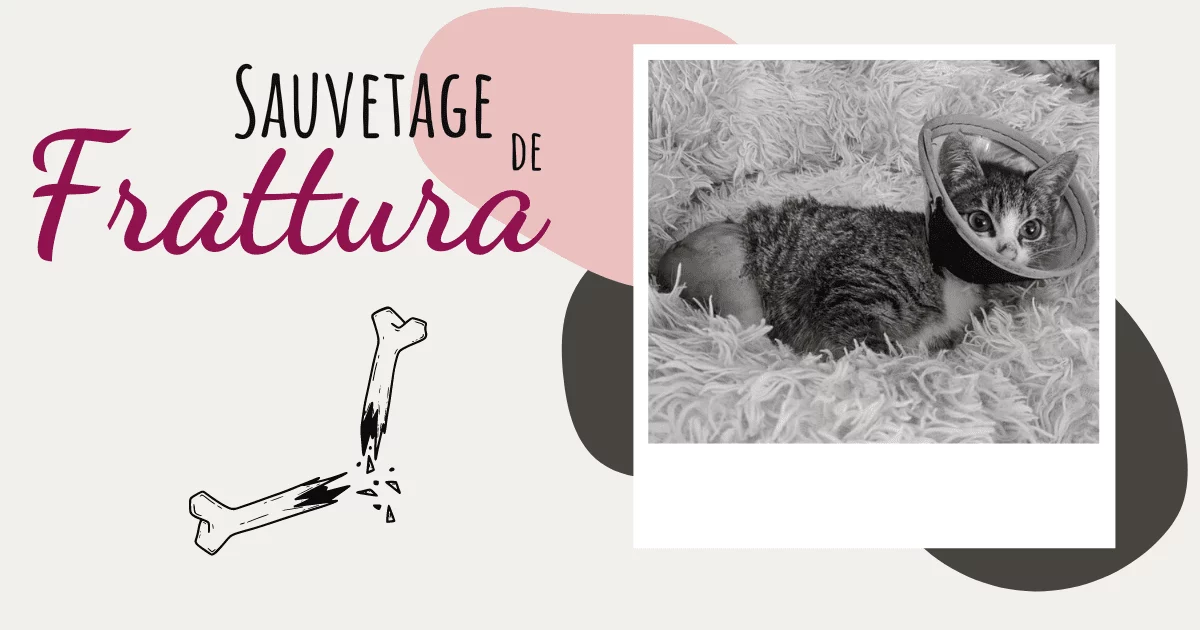 Sauvetage de Frattura