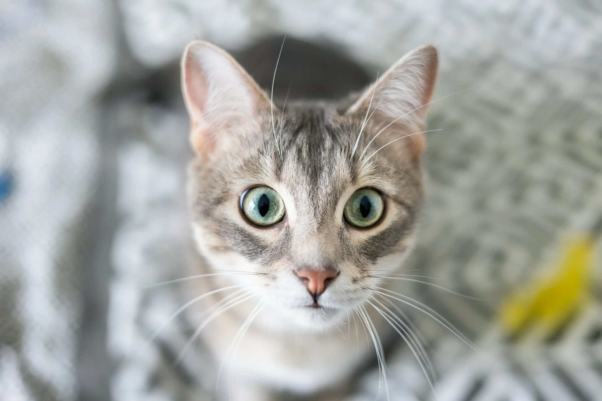 Swan, chat adopté en 2023 grâce aux ti'chats