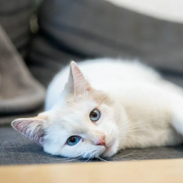 Rafaello, chat adopté en 2023 grâce aux ti'chats