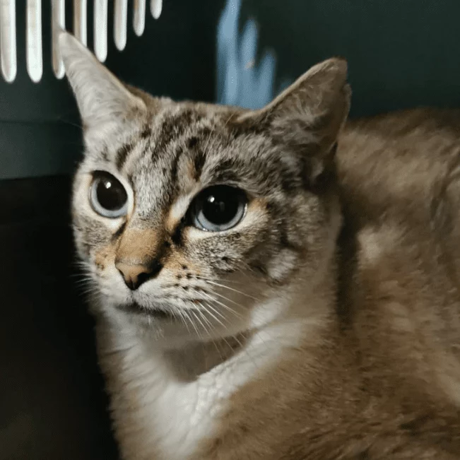 Angel, chat adopté via Les ti'chats