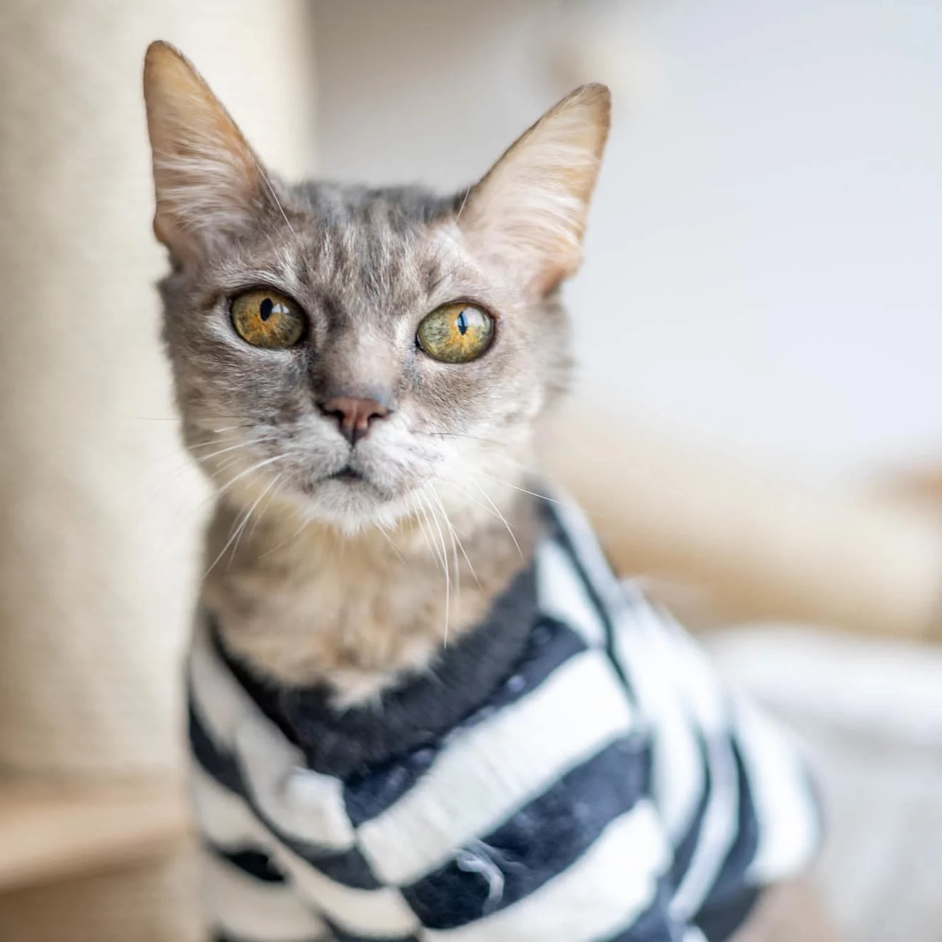Aquarelle, chat adopté en 2023 grâce aux ti'chats