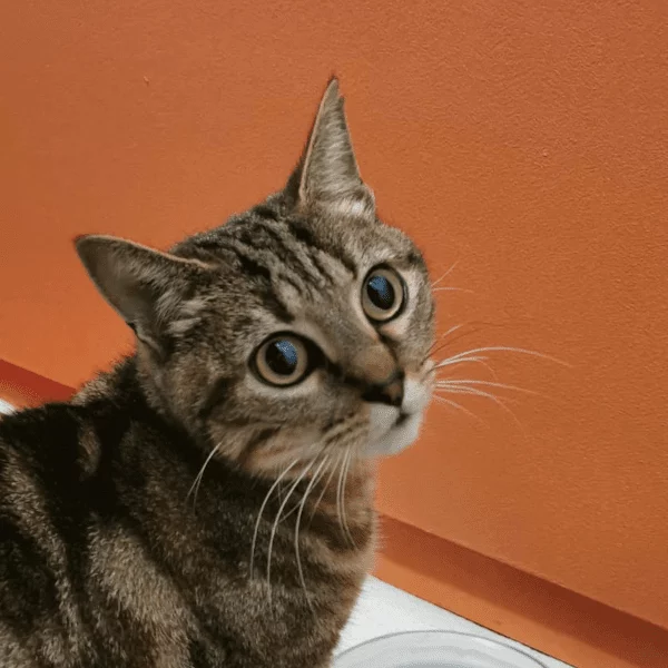Armistice, chat adopté en 2023 grâce aux ti'chats