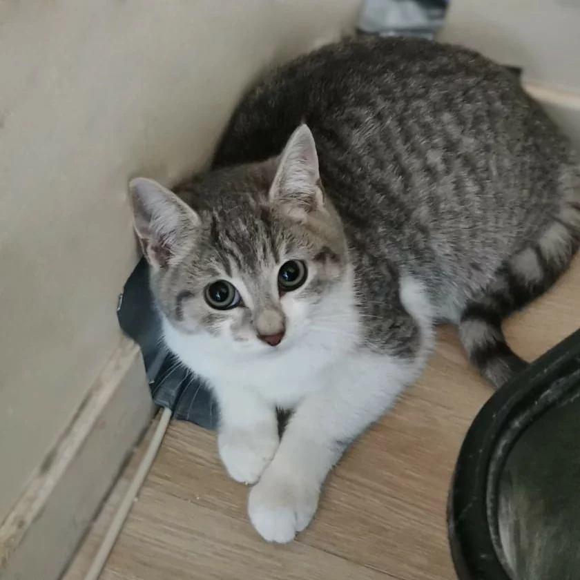 Comet, chat adopté en 2023 grâce aux ti'chats
