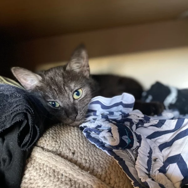 Dasher, chat adopté en 2023 grâce aux ti'chats