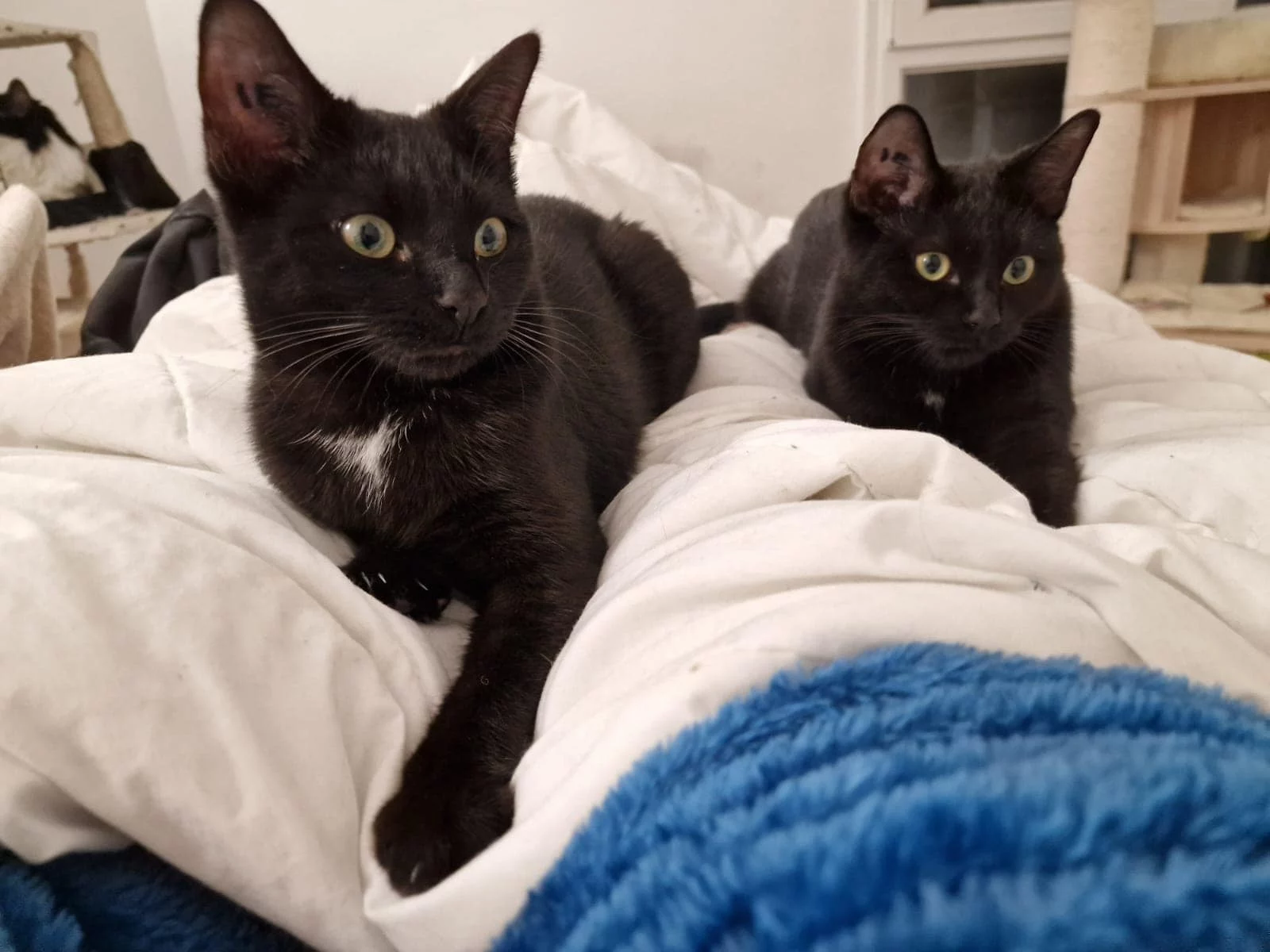 Éclair, chat adopté en 2023 grâce aux ti'chats