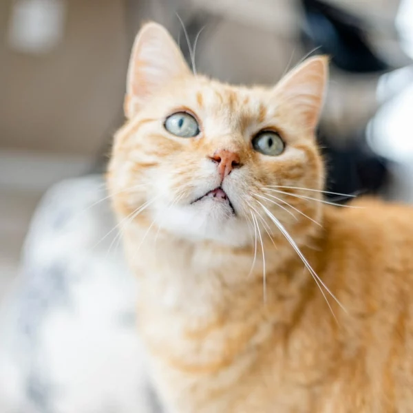 Garfield, chat adopté en 2023 grâce aux ti'chats