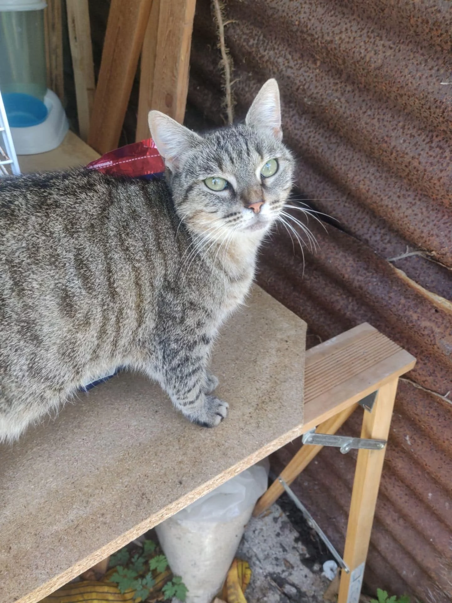 Harane, chat adopté en 2025 grâce aux ti'chats