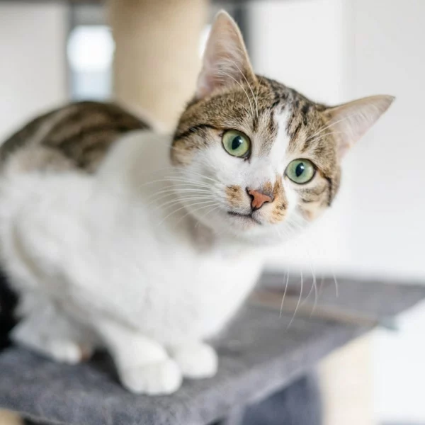 Liguero, chat adopté en 2023 grâce aux ti'chats