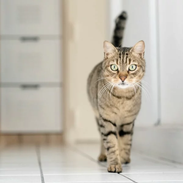 Looping, chat adopté en 2023 grâce aux ti'chats
