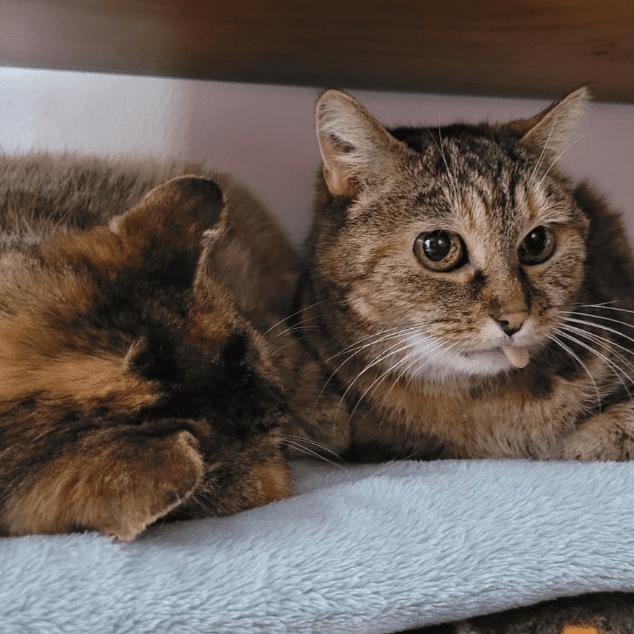 lestichats-massie_alix