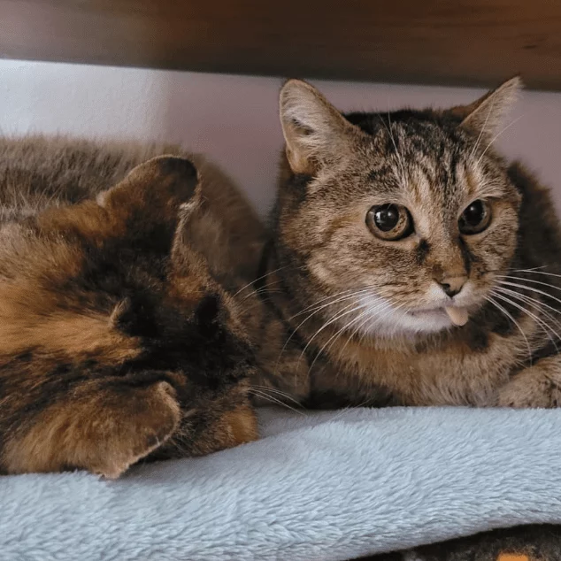 Massie & Alix, chat adopté en 2023 grâce aux ti'chats