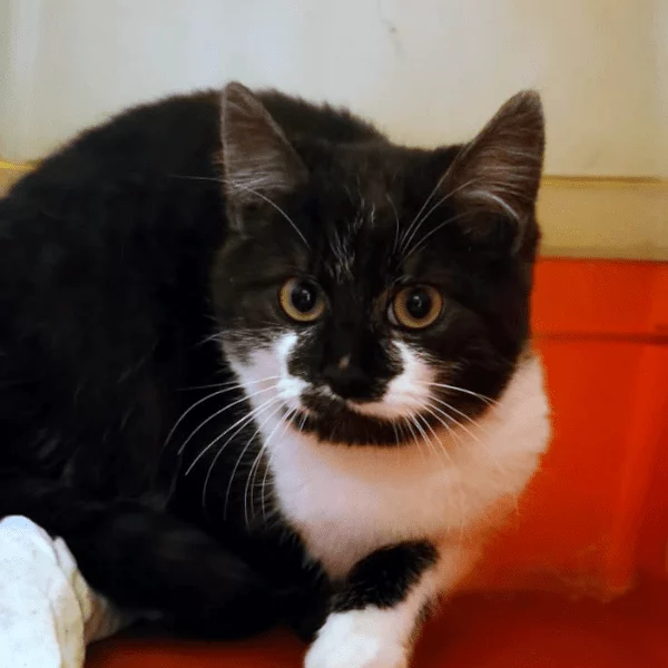 Prancer, chat adopté en 2023 grâce aux ti'chats