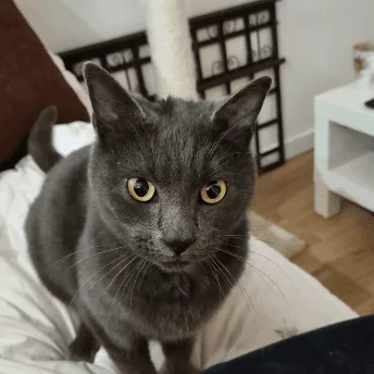 Styx, chat adopté en 2023 grâce aux ti'chats