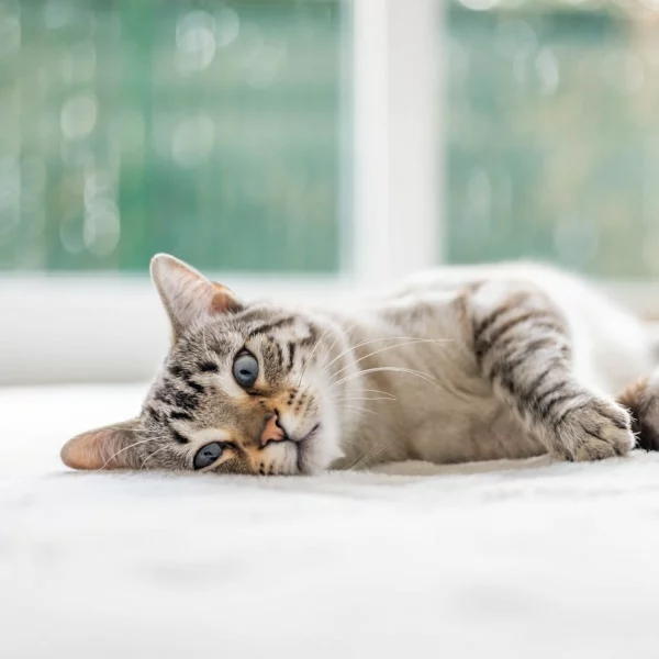 Tigrou, chat adopté via Les ti'chats