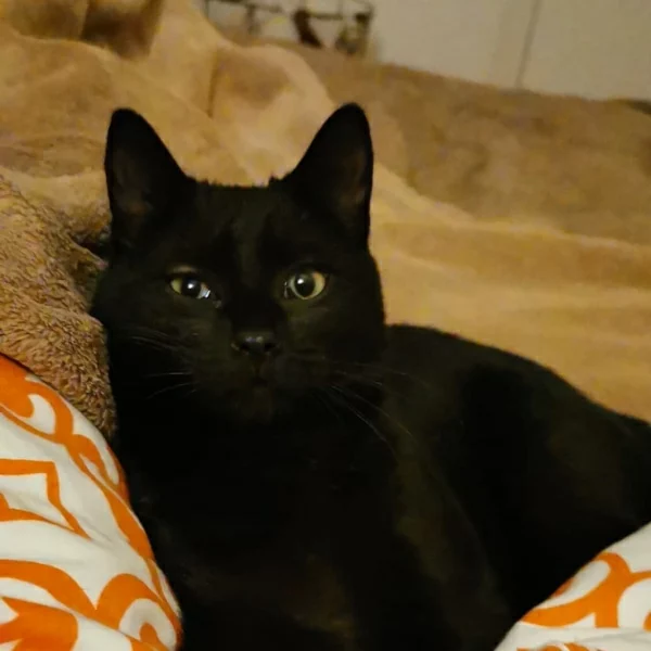 Titane, chat adopté en 2023 grâce aux ti'chats