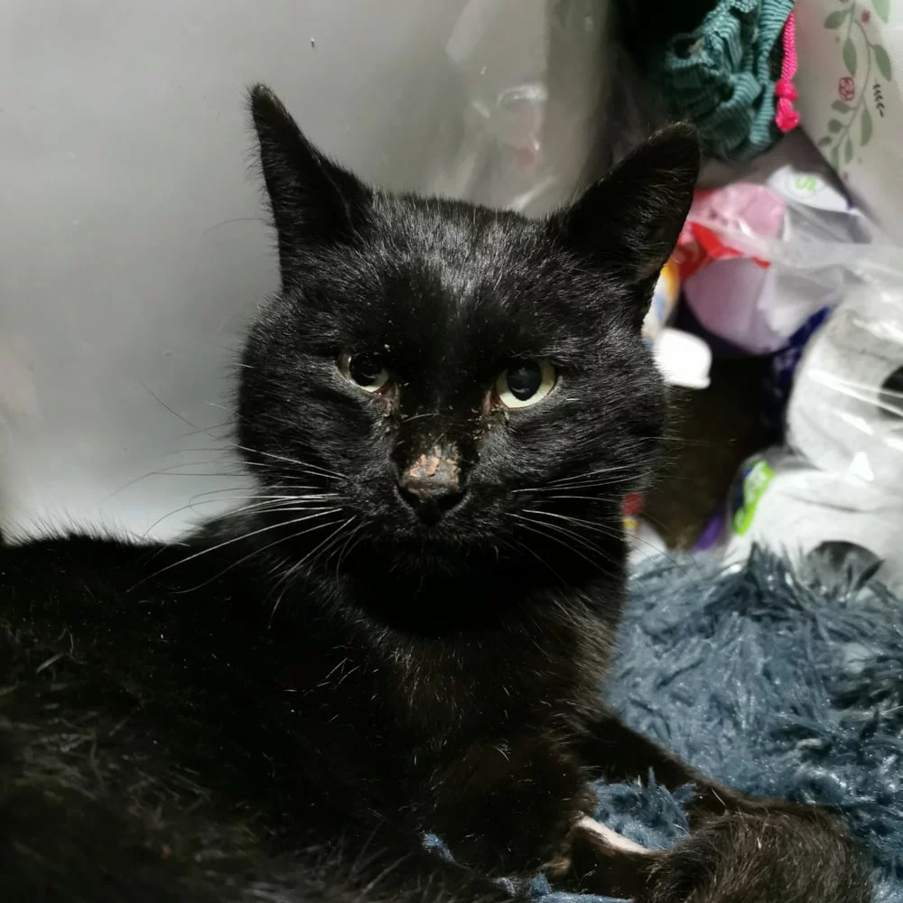 Valérian, chat adopté en 2025 grâce aux ti'chats