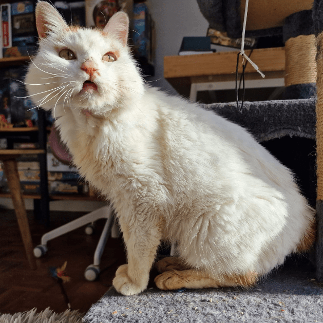 lestichats-versailles