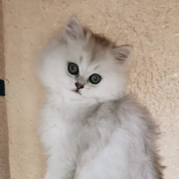 Tao, chat adopté en 2022 grâce aux ti'chats