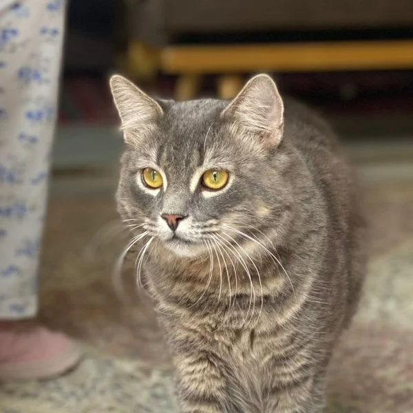 Adboul, chat adopté en 2022 grâce aux ti'chats