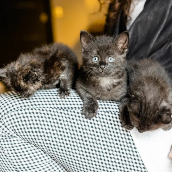 Roger, chat adopté en 2022 grâce aux ti'chats