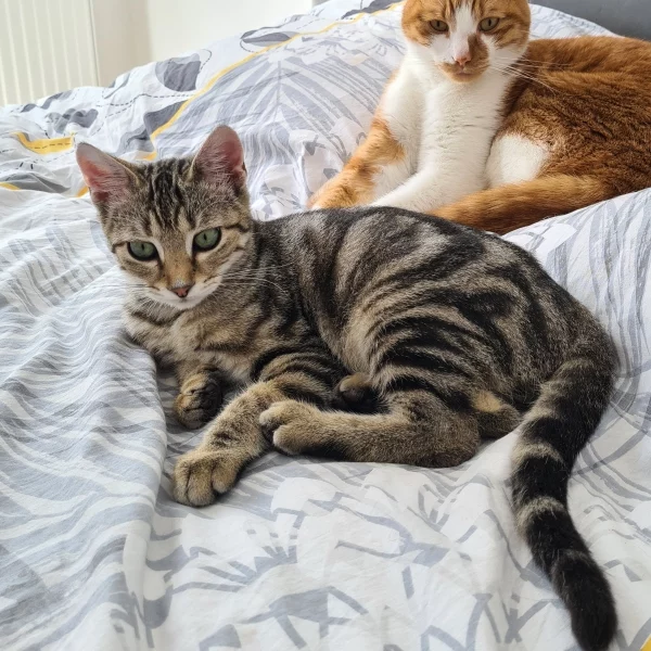 Achille, chat adopté via Les ti'chats
