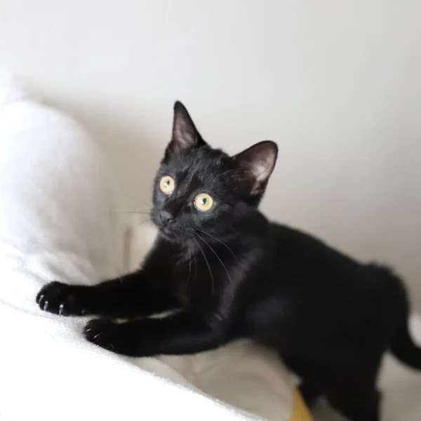 Aiko, chat adopté via Les ti'chats