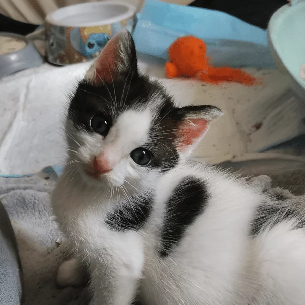 Alex, chat adopté en 2023 grâce aux ti'chats