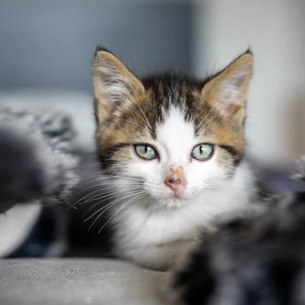 Ally, chat adopté via Les ti'chats
