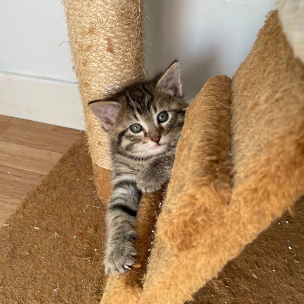 Anakin, chat adopté en 2022 grâce aux ti'chats