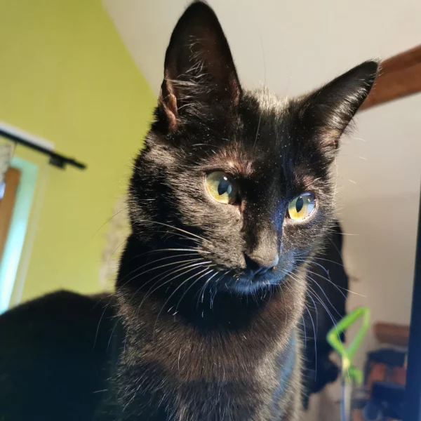 Dory, chat adopté en 2022 grâce aux ti'chats