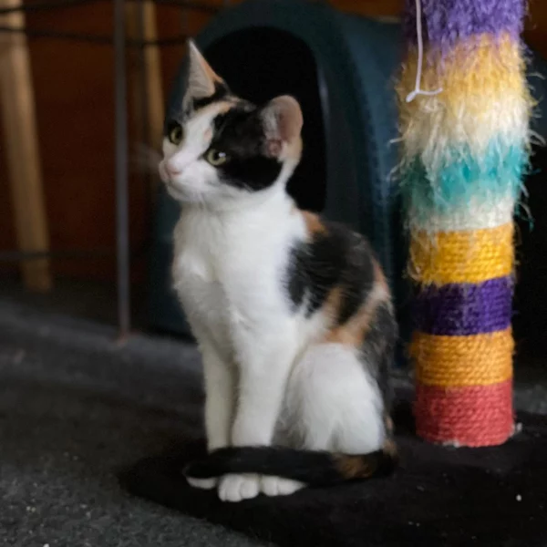 Angharad, chat adopté via Les ti'chats