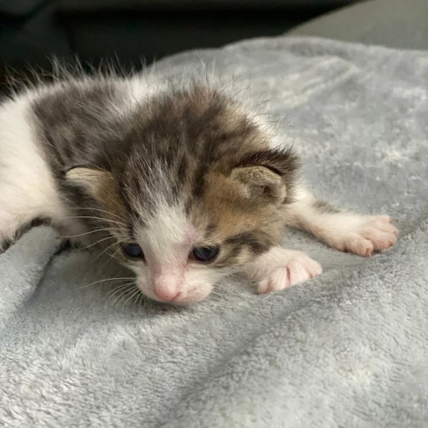 Ani, chat adopté via Les ti'chats