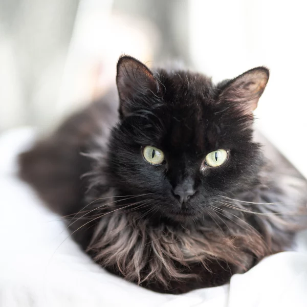 Anubis, chat adopté en 2020 grâce aux ti'chats