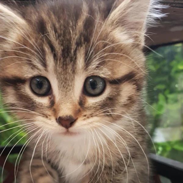 Aprile, chat adopté via Les ti'chats