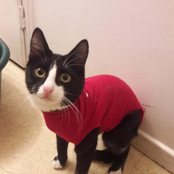 Aquillon, chat adopté via Les ti'chats
