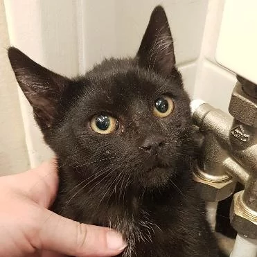 Tchoupi, chat adopté en 2022 grâce aux ti'chats
