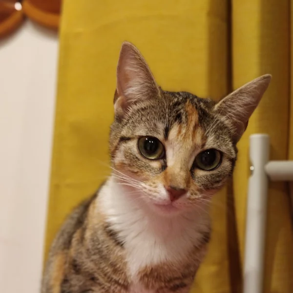 Ariel, chat adopté via Les ti'chats
