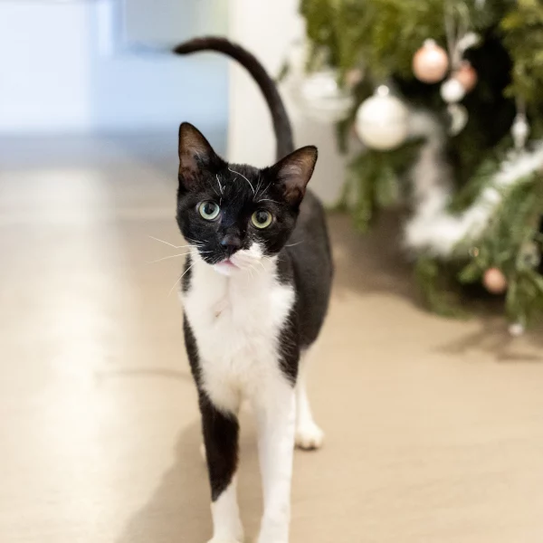 Arsenal, chat adopté via Les ti'chats