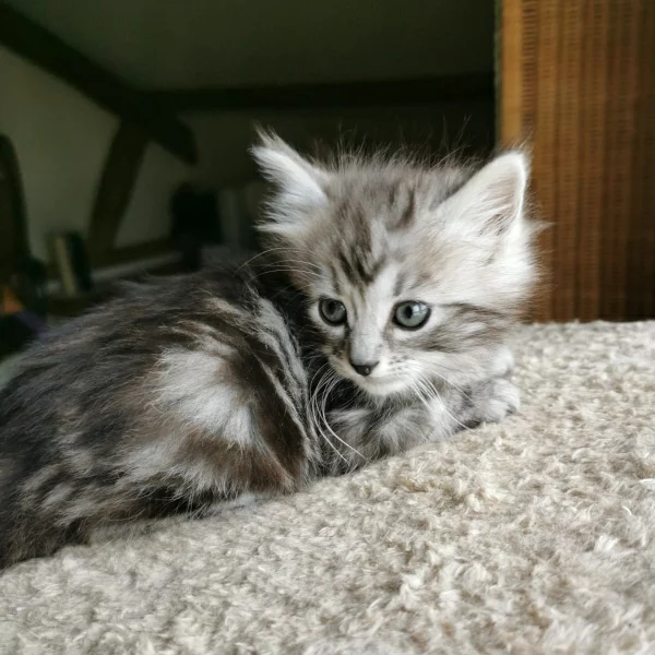 Arthas, chat adopté via Les ti'chats
