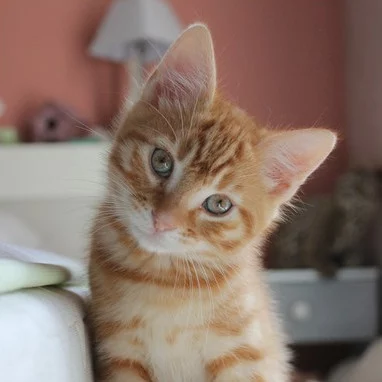 Ashan, chat adopté via Les ti'chats