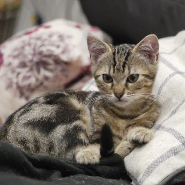 Aslan, chat adopté via Les ti'chats
