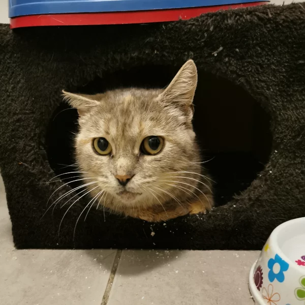 Azalée, chat adopté en 2020 grâce aux ti'chats