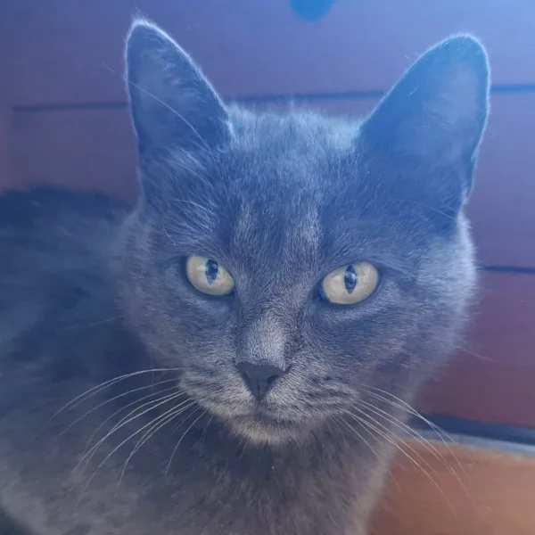 Azana, chat adopté en 2022 grâce aux ti'chats